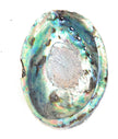 Abalone Shell