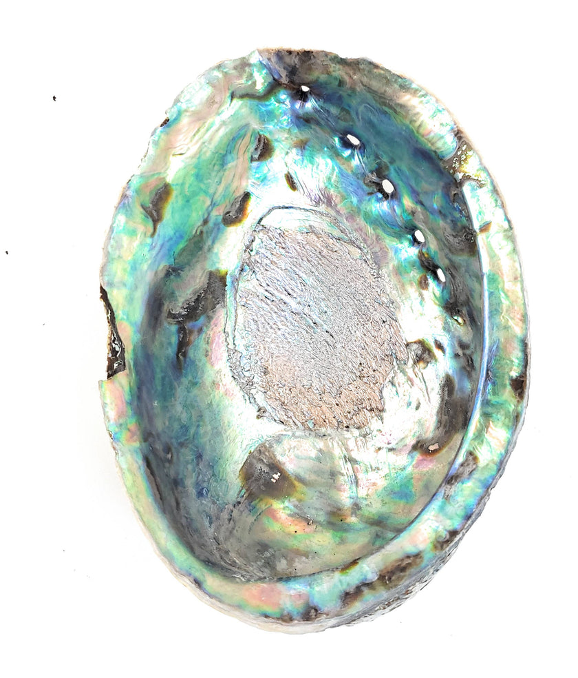 Abalone Shell