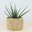 Potted Planter, Palm Leaf: Small