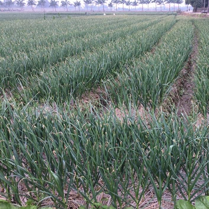 Purple Stripe Garlic