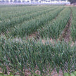 Purple Stripe Garlic