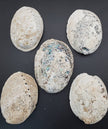Abalone Shell