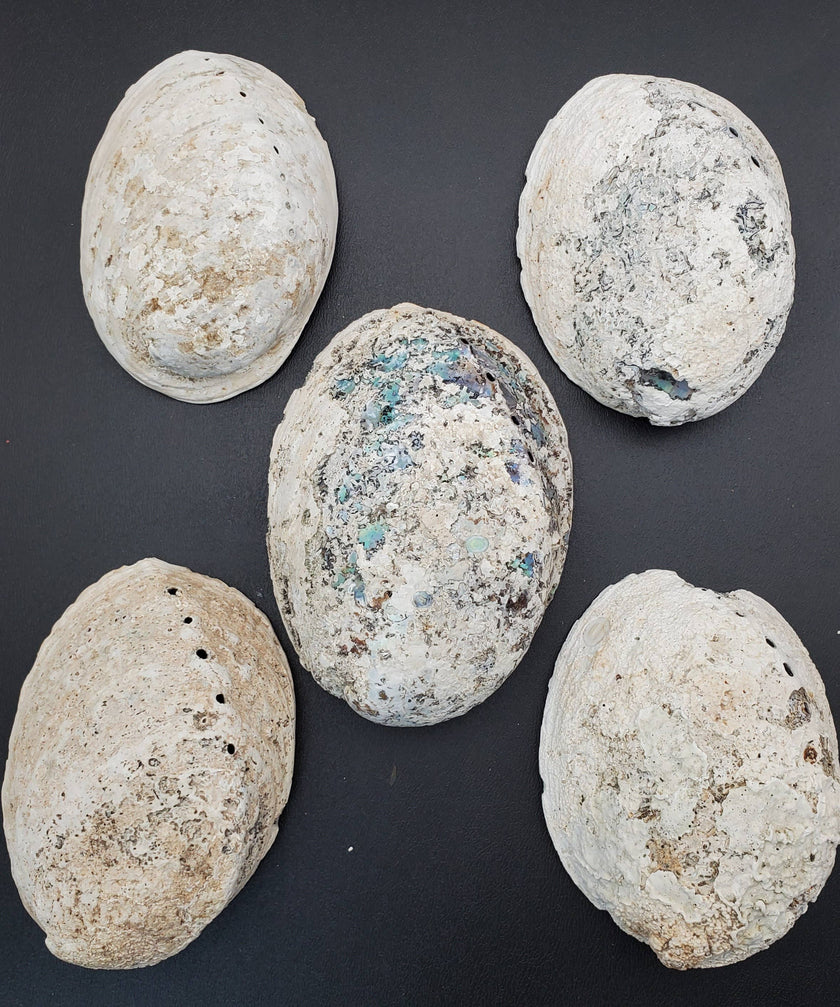 Abalone Shell