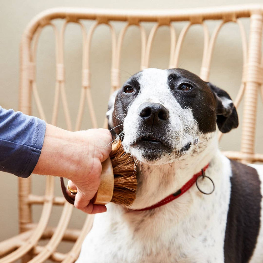 Dog/Pet Grooming Brush - All Natural, Handmade