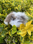 Cuyita Guinea Pig Alpaca Fur Toy: 5” x 2.0”