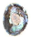 Abalone Shell