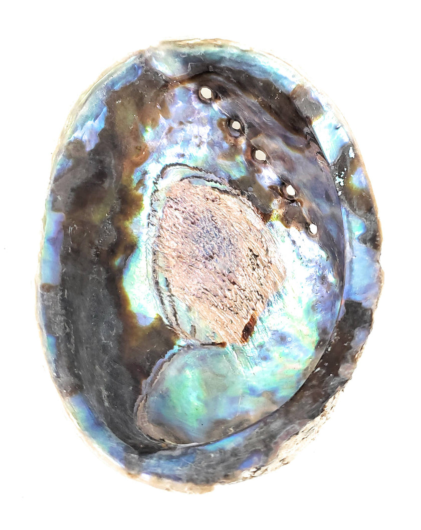 Abalone Shell