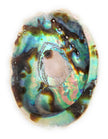Abalone Shell