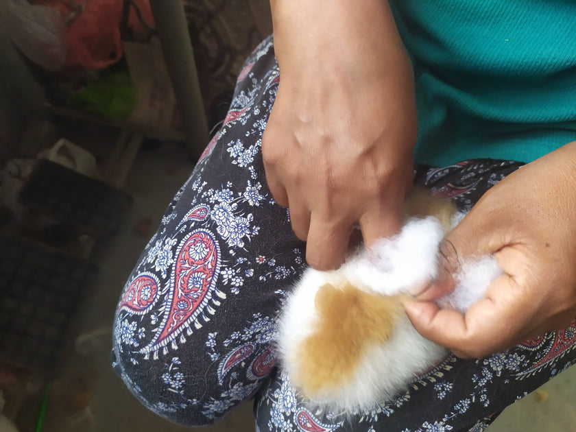 Cuyita Guinea Pig Alpaca Fur Toy: 5” x 2.0”