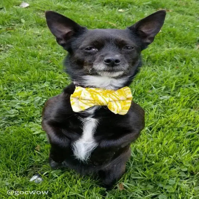 Dog Bow Tie: Assorted-Organic