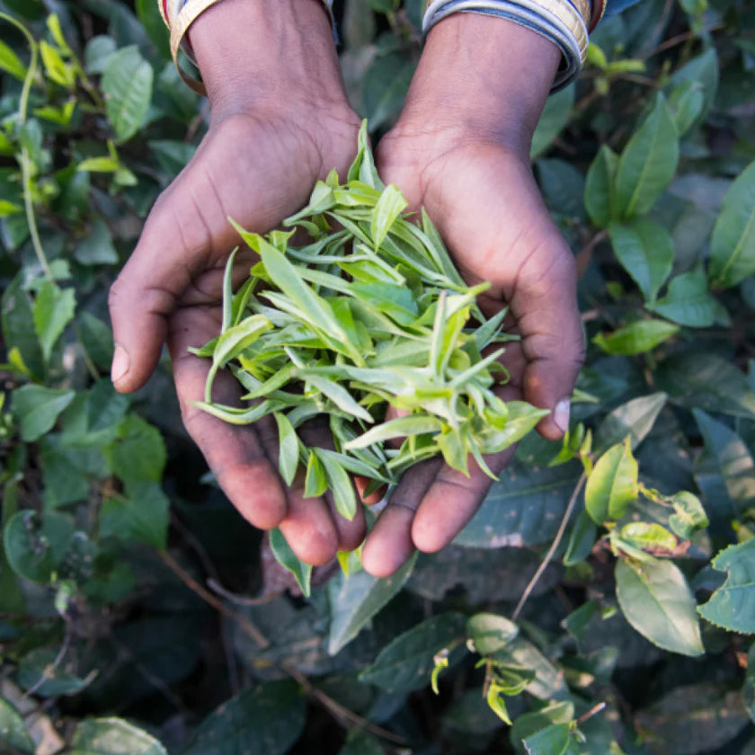 Organic Assam Black Tea