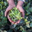 Organic Assam Black Tea
