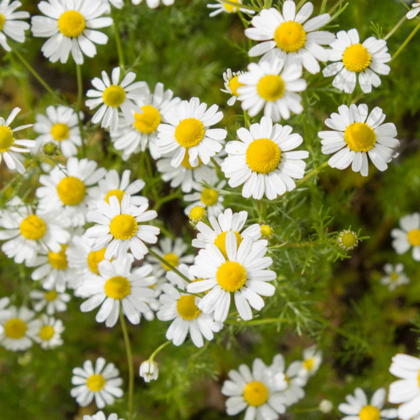 Organic Chamomile Tea