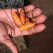 Organic Turmeric Ginger Tea