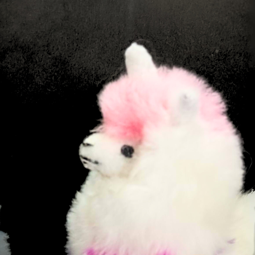 Colorinche Llamacorn: Vibrant Flare