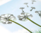 Dandelions Greeting Card