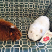 Cuyita Guinea Pig Alpaca Fur Toy: 5” x 2.0”