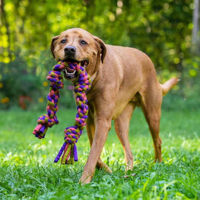 Dharma Dog Toy - Knotted Rope Pull: Purple/ Green