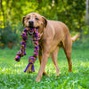 Dharma Dog Toy - Knotted Rope Pull: Purple/ Green