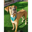 Pet Bandana: Large-Organic