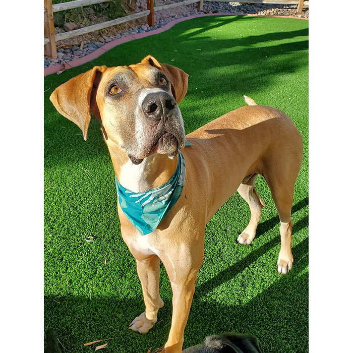 Pet Bandana: Large-Organic