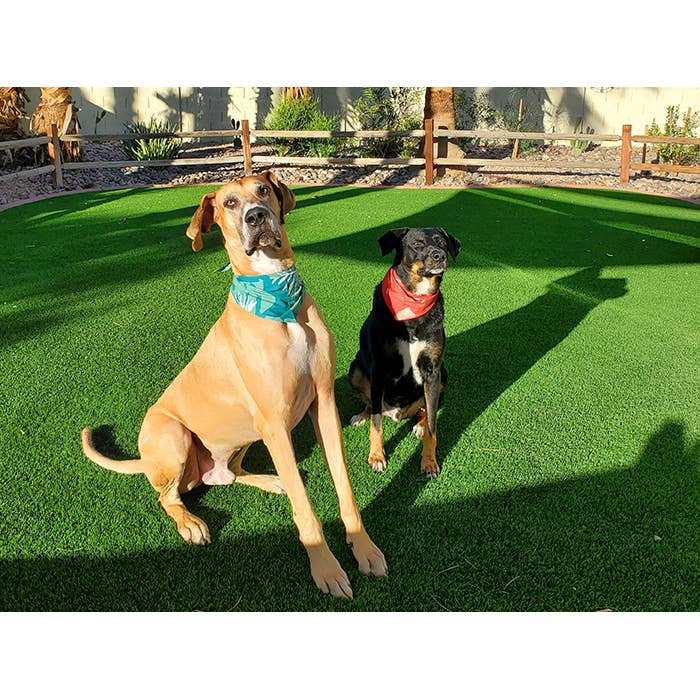 Pet Bandana: Large-Organic