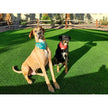 Pet Bandana: Large-Organic