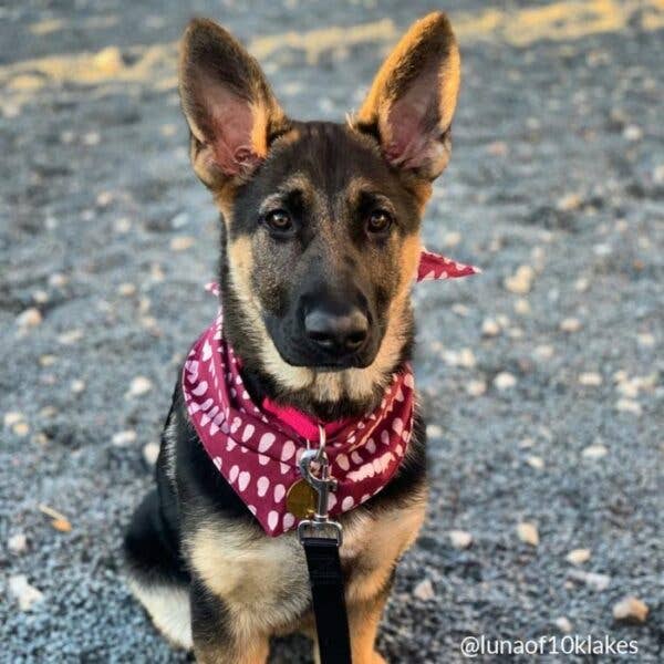 Pet Bandana: Large-Organic