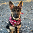 Pet Bandana: Large-Organic